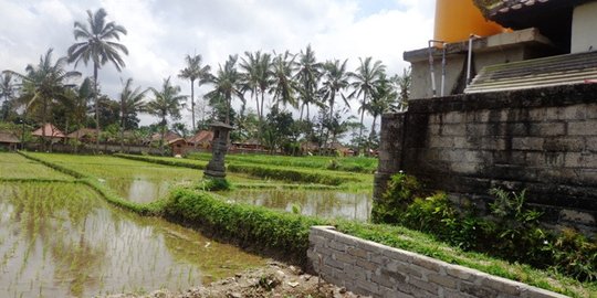DPR evaluasi program cetak sawah baru