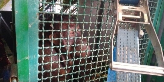 Enam orangutan dilepasliarkan ke Hutan Kehje Sewen Kalimantan Timur