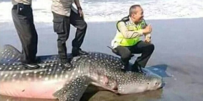 Berfoto di atas bangkai hiu, tiga anggota polisi terancam disanksi