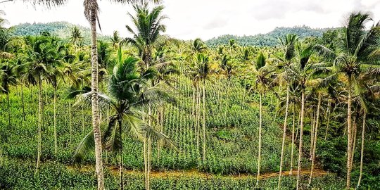Banggai Kepulauan tambah areal tanam baru untuk produksi jagung 10 ribu hektar