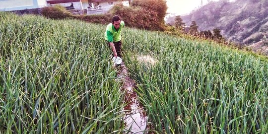 Penangkar benih bawang putih komitmen perangi benih palsu dan oplosan