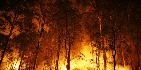 17 Kepala daerah terpilih dinilai tak punya komitmen selamatkan hutan