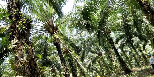 Kementan akui masih banyak pelaku usaha kelapa sawit belum kantongi sertifikat ISPO