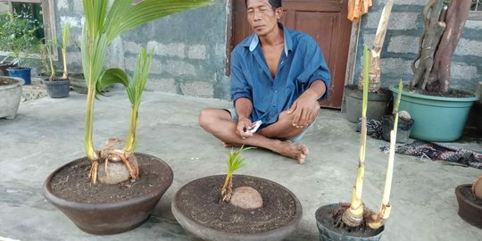 Tunas kelapa bercabang unik ditemukan warga di Jembrana