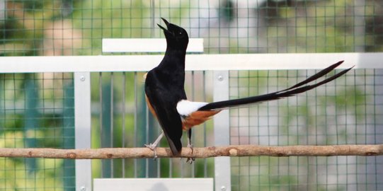 Murai Batu, Jalak Suren, dan Cucak Rawa tak lagi masuk daftar hewan dilindungi