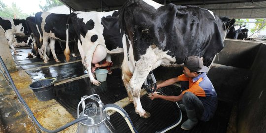Cara pemerintah tingkatkan produksi dan penyerapan susu lokal