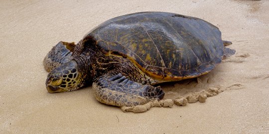 Dua penyu dilindungi berusia puluhan tahun ditemukan mati di pantai Jembrana