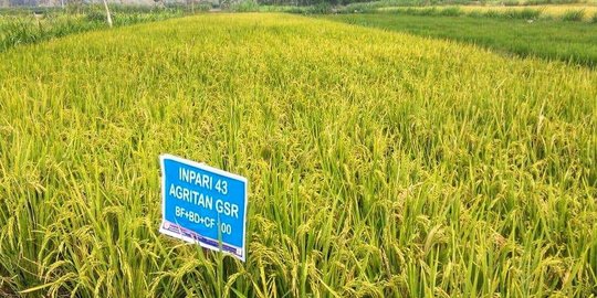 Terapkan sistem tanam 'culik', produktivitas petani Gunung Kidul meningkat