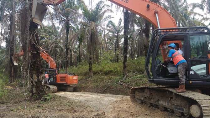 peremajaan kelapa sawit di desa ujung tanjung