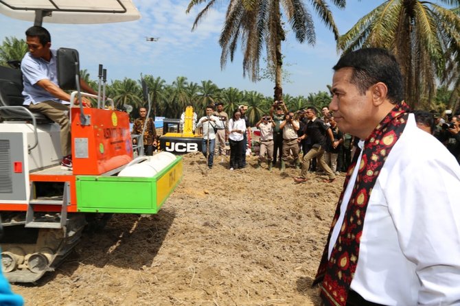 peremajaan kelapa sawit di desa ujung tanjung