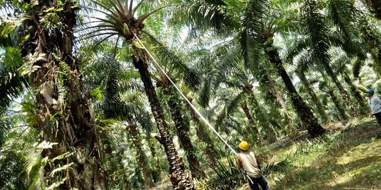 Program replanting kelapa sawit diminta dikaji ulang, ini sebabnya