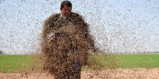 Nekat, pria Arab ini rela dikerubungi jutaan lebah