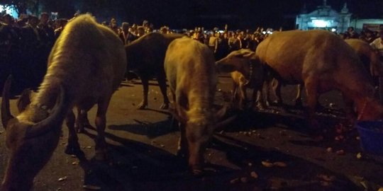 Peringatan malam 1 Suro, Keraton Surakarta gelar kirab 7 Kerbau bule