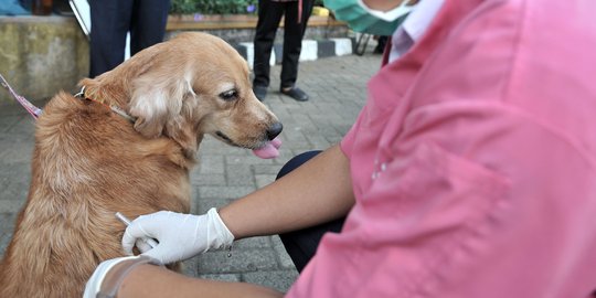 Deteksi penularan rabies, Dinas KPKP pasang microchip pada anjing