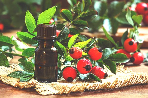 ilustrasi rosehip oil