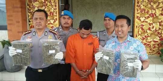 Pemandu wisata di Bali nyambi jadi pengedar, simpan 6 kg ganja di kulkas