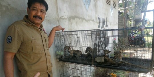 Polisi gagalkan penjualan 4 kucing langka