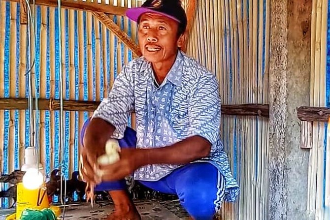 beternak di lampung selatan meningkat