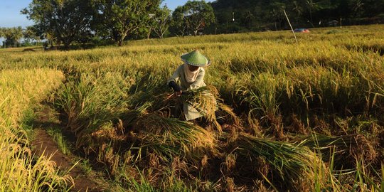 Dampak badai topan, 250.000 ton padi di Filipina rusak