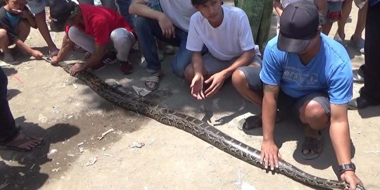 Ular sanca 4 meter ditangkap saat nongol di atap rumah warga di Bandung