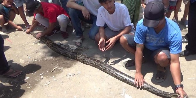 Berita pulungan penemuan ular indonesia