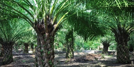 Ini kata perusahaan sawit soal kebakaran lahan di Kalimantan Barat