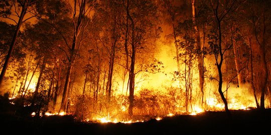 Hutan di Gunung Sadran Ponorogo terbakar