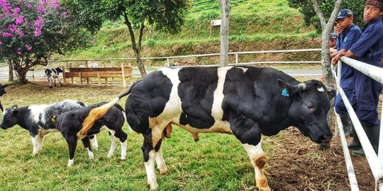 Belgian Blue berkembangbiak, jadi harapan baru swasembada daging sapi