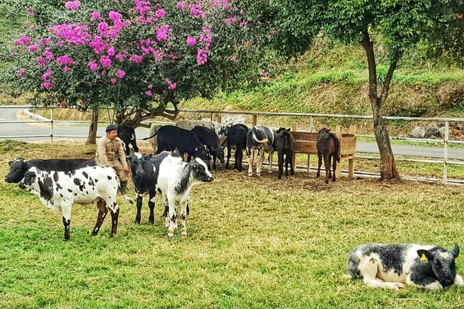 puluhan sapi jenis unggul belgian blue