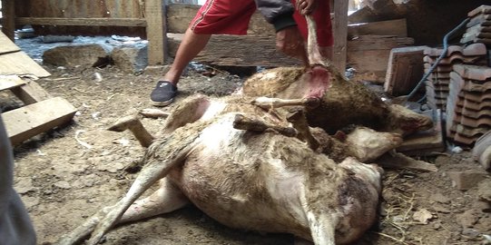 Belasan ternak di Gunungkidul mati, ada bekas gigitan di leher