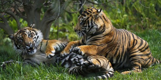 3 Harimau Sumatera turun gunung bikin geger warga desa Alu Rambot Aceh