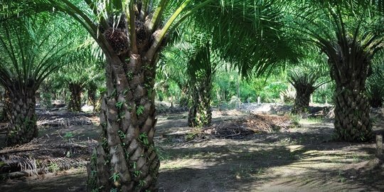 Walhi: Lahan pertanian di Kaltim dikepung tambang dan kebun sawit