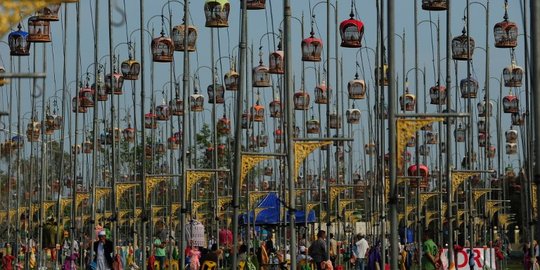 Ribuan burung berkompetisi suara merdu di Thailand