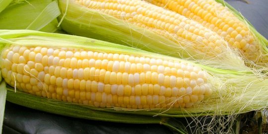 Tingginya harga jagung berdampak pada peternak dan produsen pakan