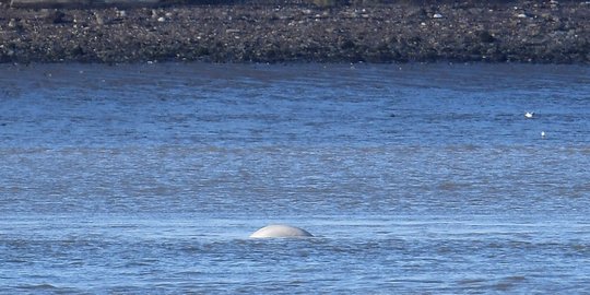 Kemunculan paus beluga di Sungai Thames hebohkan London