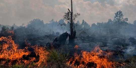 Hutan dan lahan di PPU Kaltim kembali terbakar, Manggala Agni dikerahkan