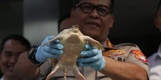 Polda Metro Jaya bongkar kasus perdagangan satwa dilindungi