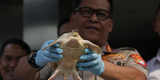 Bongkar penjualan hewan langka, Polda Metro amankan 9 orang tersangka