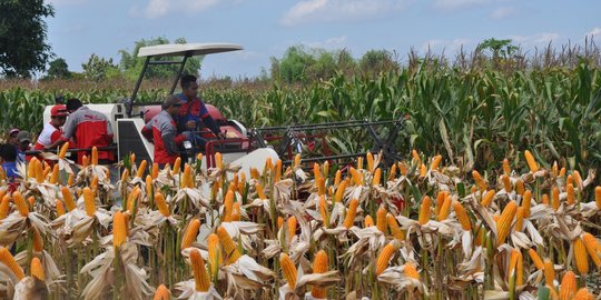 Kementan pastikan produksi jagung nasional surplus