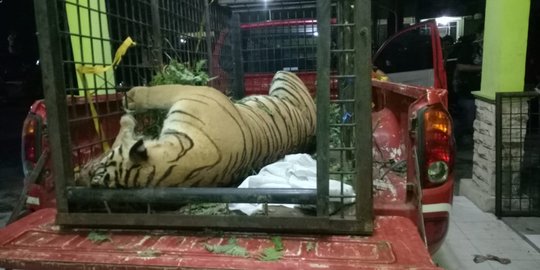 Harimau Sumatera yang tewas terjerat di Riau ternyata sedang hamil 2 bayi