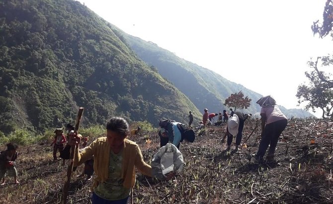 tanam jagung