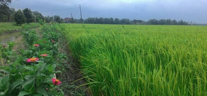 tanam jagung