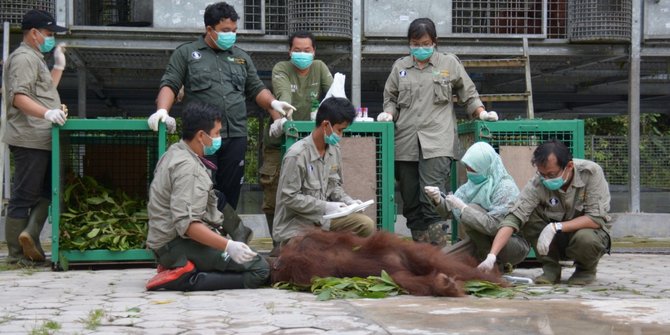 Pangkuy dilepasliarkan di hutan Kalteng usai 12 tahun direhabilitasi di Thailand