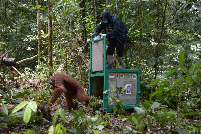 pelepasan orangutan