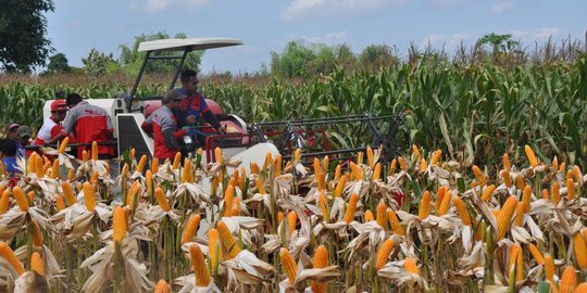 Pasokan jagung 2018 dipastikan aman hingga akhir tahun