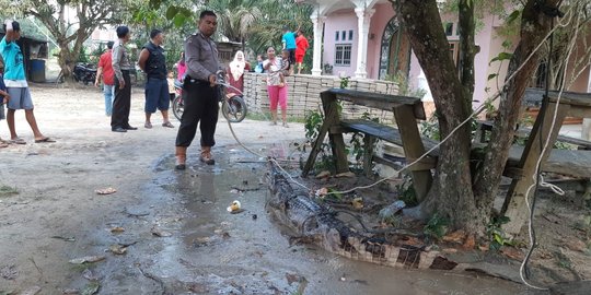 Resahkan warga, seekor buaya ditangkap polisi