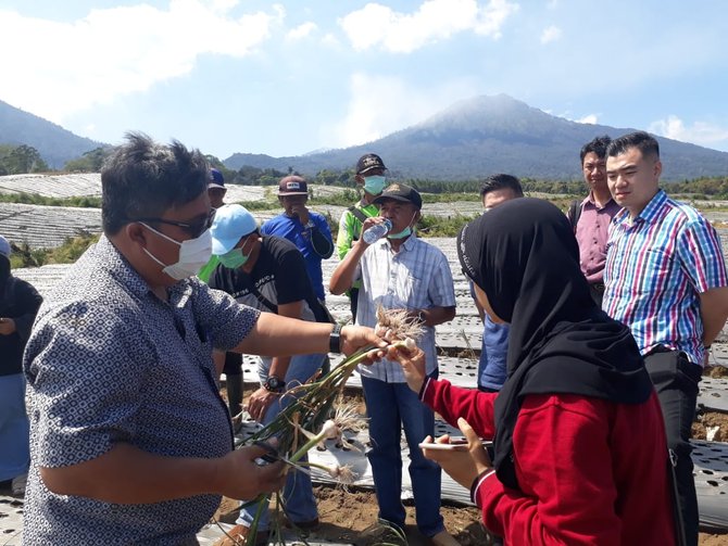 tanaman bawang putih di kawasan ijen banyuwangi