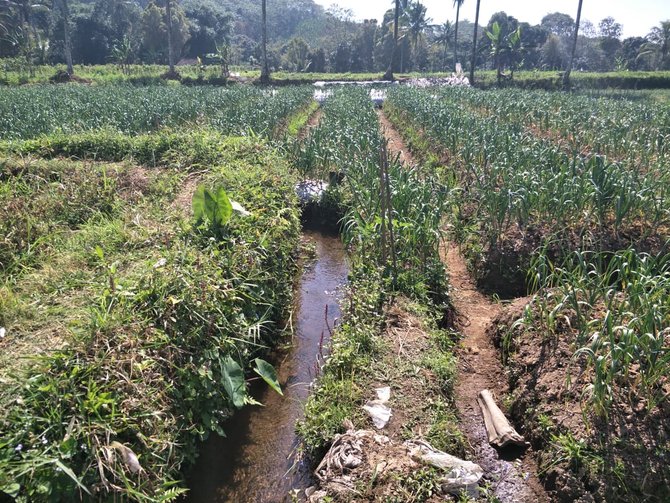 tanaman bawang putih di kawasan ijen banyuwangi