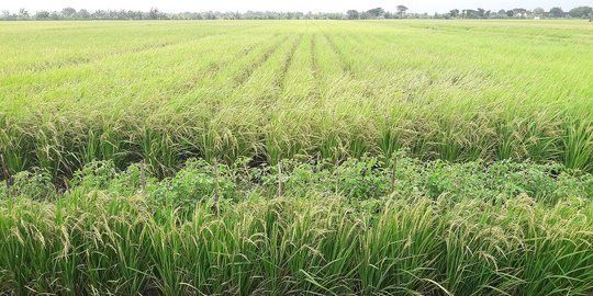 Produksi padi turun hampir 40 persen akibat kemarau panjang