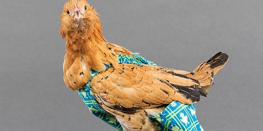 Bisnis popok ayam, wanita ini raup keuntungan Rp 720 juta per tahun